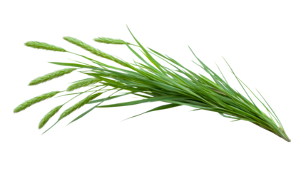 Fresh green grass with seed heads on a transparent background