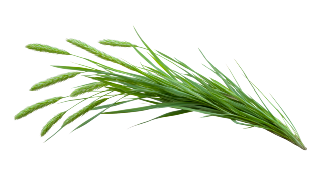 Fresh green grass with seed heads on a transparent background