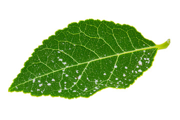 Obraz premium Green leaf with detailed texture isolated on a transparent background