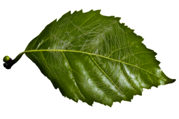 Green leaf with visible veins on transparent background