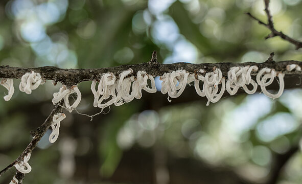 Takahashia japonica is a pest recognisable by its conspicuous white ring-shaped ovisacias hanging like a white garland.It belongs to the category of the white &lsquo;garland&rsquo; cochineal.