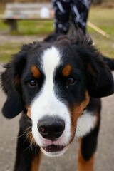 Dogs enjoying life in nature 