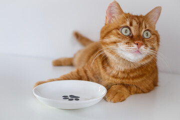 Adult cute hungry ginger cat waiting for food near empty bowl