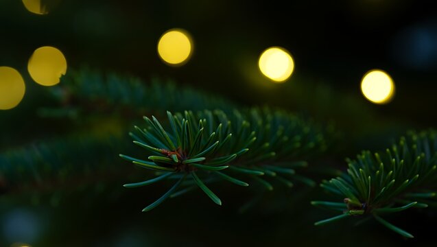 Close up of green fir tree branches with soft glowing yellow bokeh lights in the background