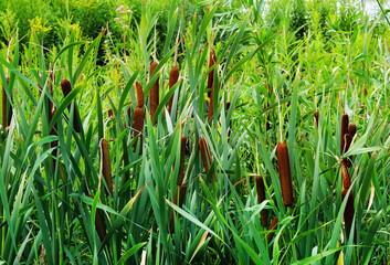 Reeds in the swamp