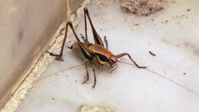 Close-up Shot of a Common Grasshopper in Nature. This video features a close-up view of a grasshopper on a surface, showcasing its intricate details, colours, and antennae.