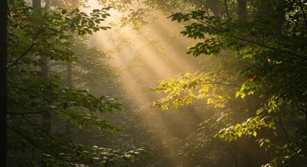 Fototapeta premium Sunbeams pierce a misty forest canopy illuminating leaves