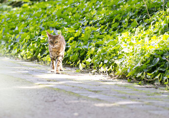 walking Bengal cat, Bengal cat walks along the path, ivy grows at the edge of the path, brown tomcat outside in sunny weather, tomcat outdoors, tomcat on the lookout for prey, Prionailurus bengalensis