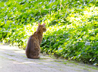 sitting Bengal cat, Bengal cat sitting on the path surrounded by ivy, wild brown tomcat, tomcat in the ivy, Bengal cat outside, Bengal cat lurking for prey, Prionailurus bengalensis