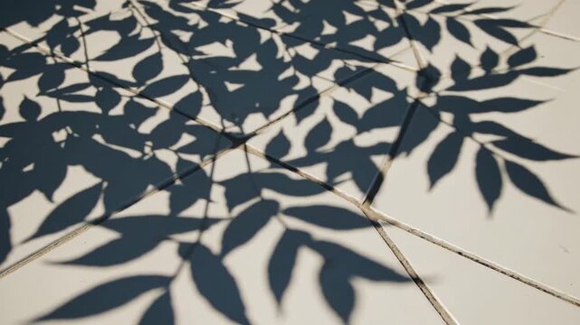 Leaf shadows cast on tiled pavement under midday sun