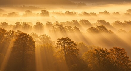 Fototapeta premium Sunbeams pierce through a misty forest canopy in autumn