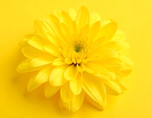 Close-up of a vibrant yellow flower (2)