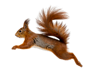 Running Red Squirrel in Side Profile with Motion Blur Tail, Isolated PNG