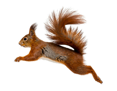 Running Red Squirrel in Side Profile with Motion Blur Tail, Isolated PNG