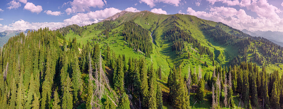 Panoramic View of Ile-Alatau Mountain Range near Almaty, Kazakhstan, Showing Green Slopes and Fir Trees