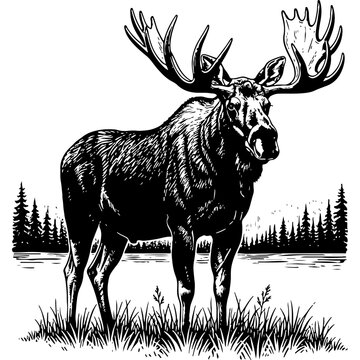 Majestic male moose with large antlers, standing in a wilderness landscape, depicted in a classic black and white woodcut illustration style.
