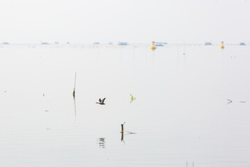 a misty view of the beach in the morning. the morning scenery of Gwangam Port in Korea