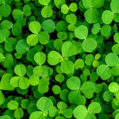 Close-up of vibrant green clover leaves