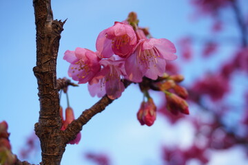 Cherry blossom tree with pink flowers blooming against a blue sky. Beautiful springtime scene capturing the delicate beauty of nature in full bloom.