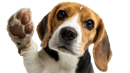 Friendly beagle dog waving its paw on a transparent background