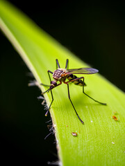 Fototapeta premium Detailed Shot of a Mosquito
