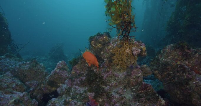 Garibaldi fish and black perch in kelp.