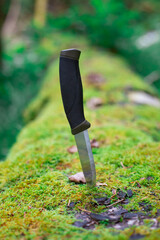 camping knife in a log covered with moss in the forest