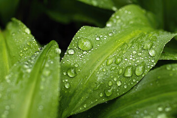 Fresh morning dew water droplets on bear garlic leaves. Close-up natural spring texture, minimalist...