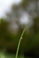 Grass blade with morning water dew drop and soft bokeh background. Peaceful minimalist sunlight scene, clean image for wellness and eco concepts, generous copy space.