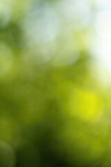 Obraz premium Defocused green trees leaves bokeh background with soft sunlight. Abstract natural texture perfect for spring and summer campaigns and generous copy space.