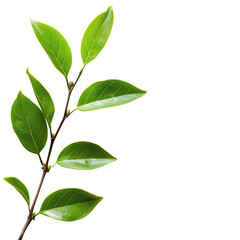 Obraz premium Close-up of a branch with several vibrant green leaves