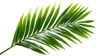 Obraz premium Green palm frond with a transparent background for design purposes