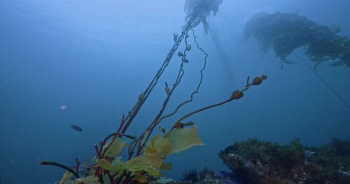 Giant kelp under attack by purple urchins pan.