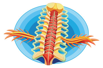 Anatomical Illustration of the Spinal Cord and Nerves with a Blue Background Depicting Human Biology and Medical Knowledge