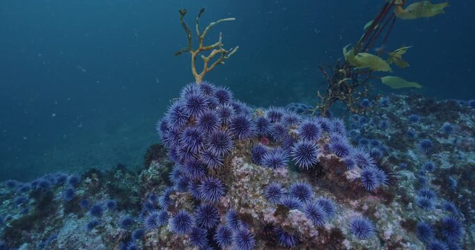 Large number of purple urchins gang up on two hapless kelps.