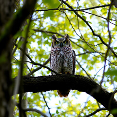 Obraz premium A Great Horned Owl perched among tree branches in a leafy woodland habitat