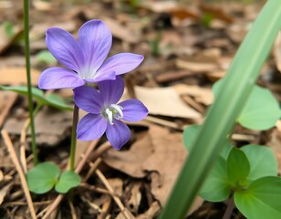 Close-up of two lavender flowers in a natural setting with green leaves