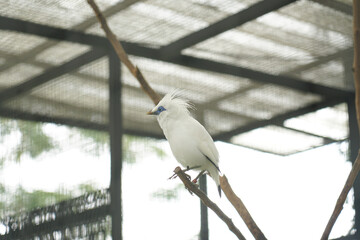 Burung Jalak Bali. Bali myna bird perched on a branch inside an enclosure, showcasing its striking white feathers and vivid blue eye markings.