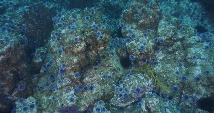 S purpuratus purple urchin barren off California Channel Islands.