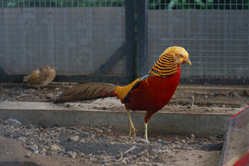 Colorful Golden Pheasants are walking in a large cage at the zoo.