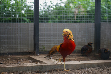 Colorful Golden Pheasants are walking in a large cage at the zoo.