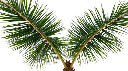 Fototapeta premium palm tree isolated on white background