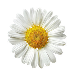 Close-up of a single white daisy