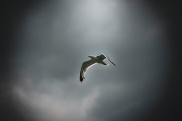 Fliegende Möwe vor dunklen Wolken