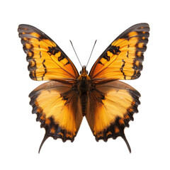 Obraz premium Close-up of an orange and brown butterfly