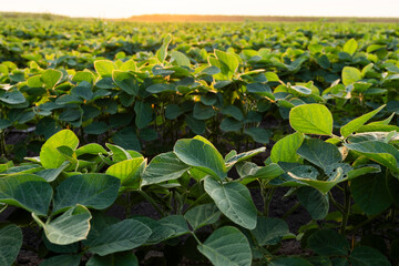 Sunrise in soybean field.AI generated image.