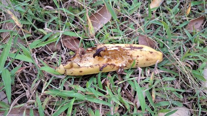 Damaged Banana Fruit on Ground After Bird Attack, Fallen Ripe Tropical Fruit Close-up on Natural Grass