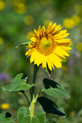 Helianthus annuus, Tournesol