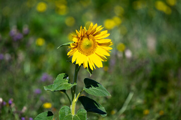 Helianthus annuus, Tournesol