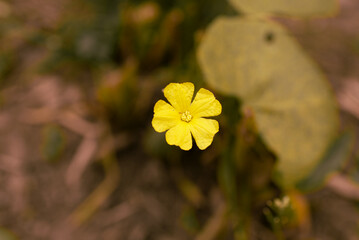 Bright yellow flowers that are prominent and beautiful, with a blurred background.